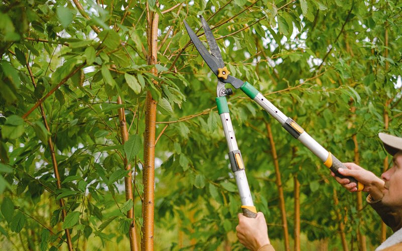 Tree trimming in Archer, NE